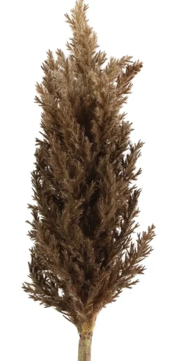 Countryfield Astilbe bruin