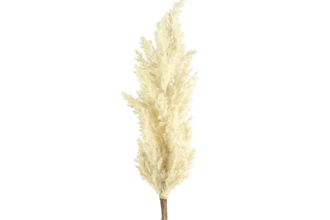 Countryfield Astilbe crème