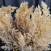 Countryfield Astilbe lichtbruin