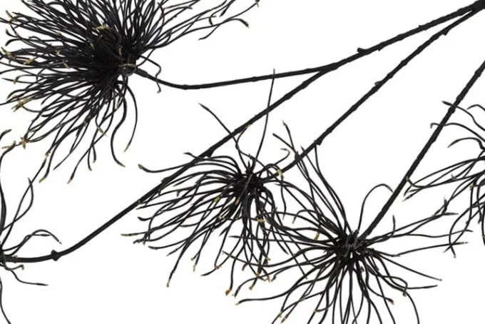 Countryfield Kunstbloem Grevillea M zwart