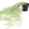 Countryfield Kunstplant Tillandsia groen