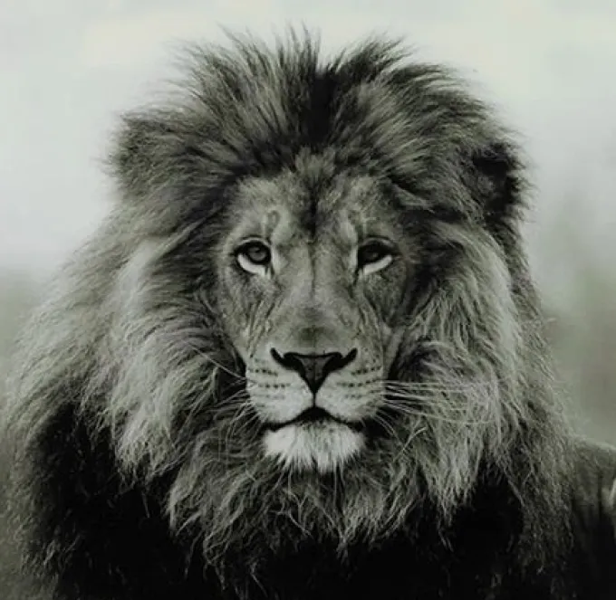 Countryfield Schilderij Leeuw Wild life L - Luxe Glaskunst