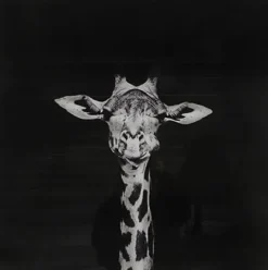Countryfield Schilderij Makela zwart vierkant - Stijlvolle giraffe wanddecoratie