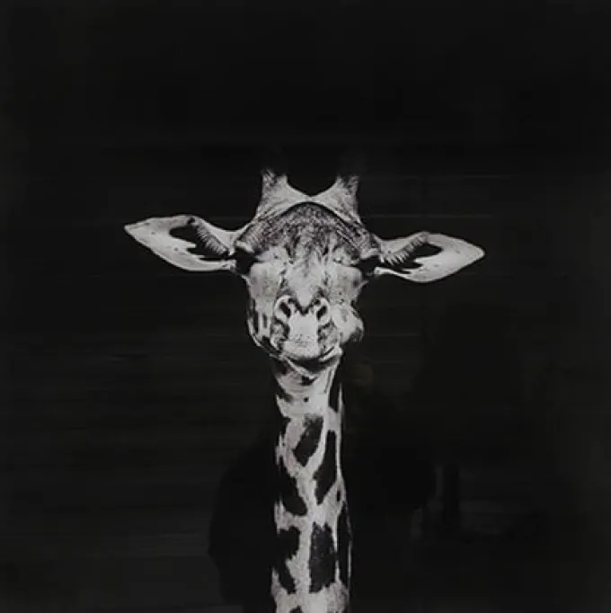 Countryfield Schilderij Makela zwart vierkant - Stijlvolle giraffe wanddecoratie