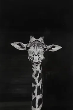 Countryfield Schilderij Makela zwart rechthoek - Glaskunst Giraffe