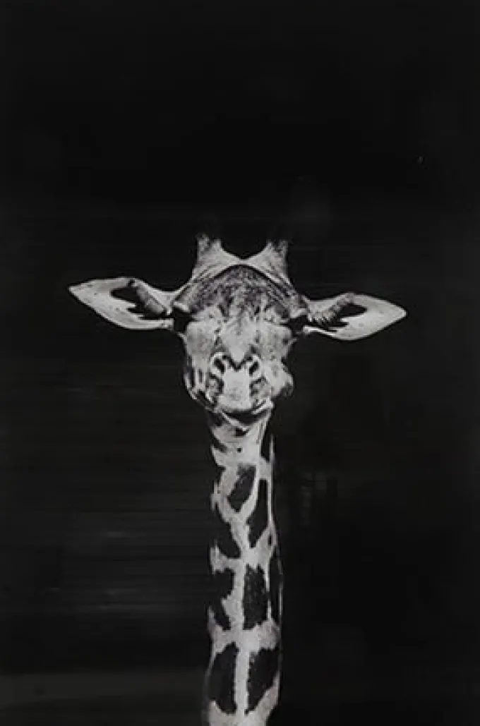 Countryfield Schilderij Makela zwart rechthoek - Glaskunst Giraffe