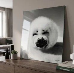 Countryfield Schilderij Zeehond Wild Life 80 x 80 cm