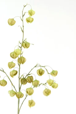 Light en Living Kunstbloem 20x10x100 cm PHYSALIS licht groen