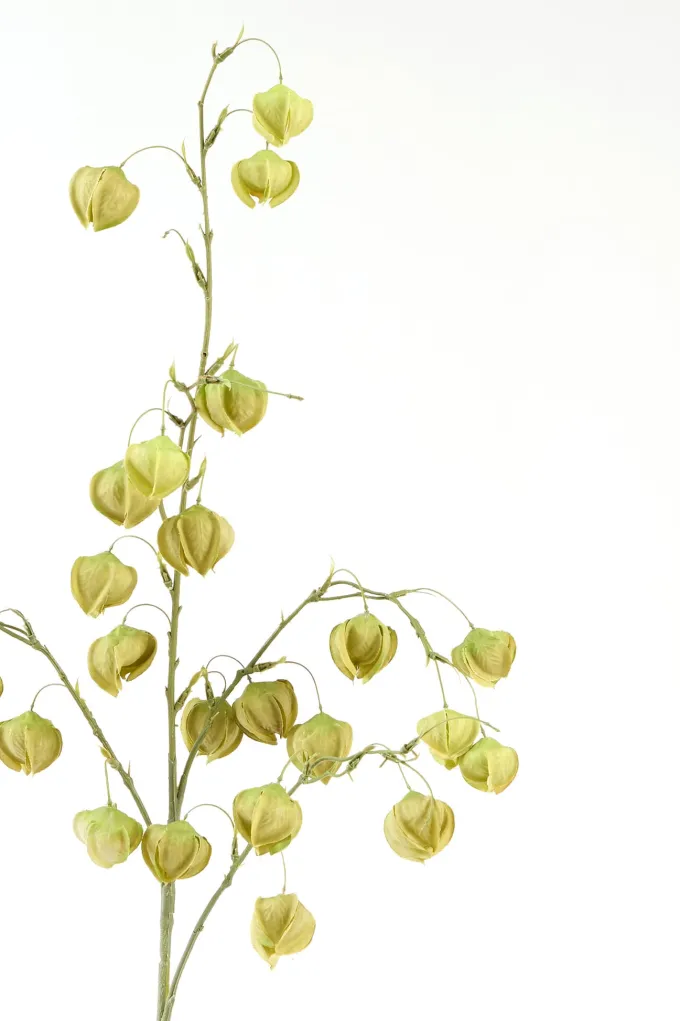 Light en Living Kunstbloem 20x10x100 cm PHYSALIS licht groen
