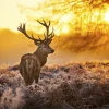 MondiArt Alu Art | Red Deer in Morning Sun - Wanddecoratie van MondiArt