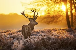 MondiArt Alu Art | Red Deer in Morning Sun - Wanddecoratie van MondiArt