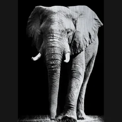 MondiArt Alu Brush | Olifant 120 x 180