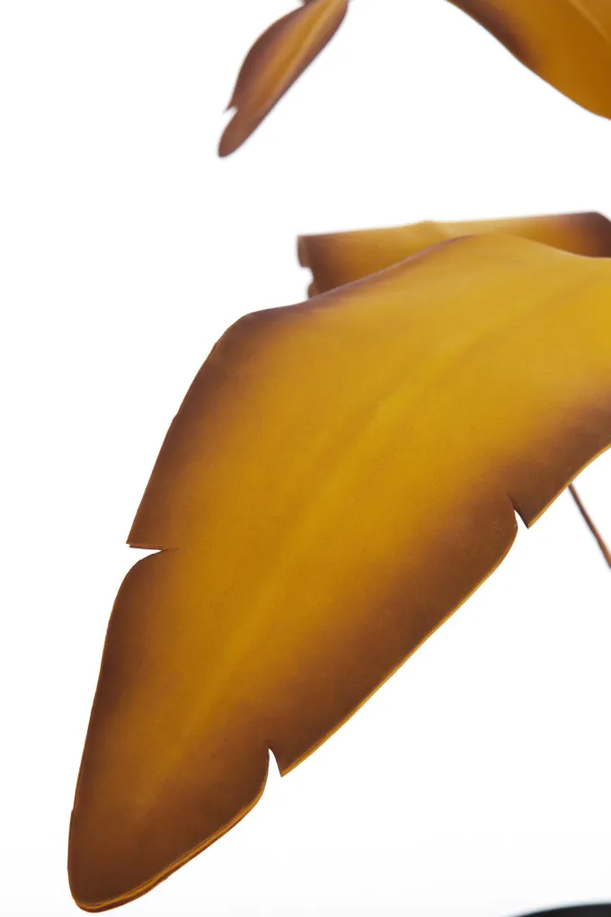 Parlane Ornament in pot Strelitzia Goud-Bruin+Zwart - 110 cm