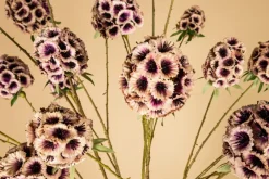 PTMD Kunsttak Garden Flower roze scabiosa
