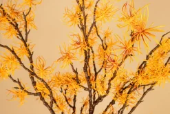 PTMD KunsttakTwig Plant hamamelis geel - oranje