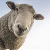 Wandkraft At the Farm 002
