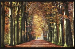 Wandkraft Autumn
