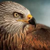 Wandkraft Bright Wings 017