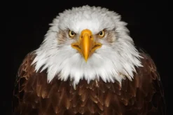 Wandkraft Bright Wings 015