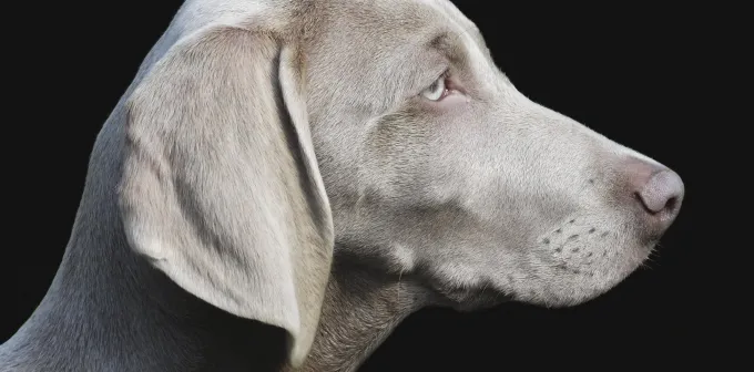 Wandkraft Faces 011