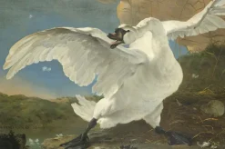 Wandkraft The Threatened Swan by Jan Asselijn