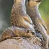 Wandkraft Wildlife 017