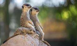 Wandkraft Wildlife 017
