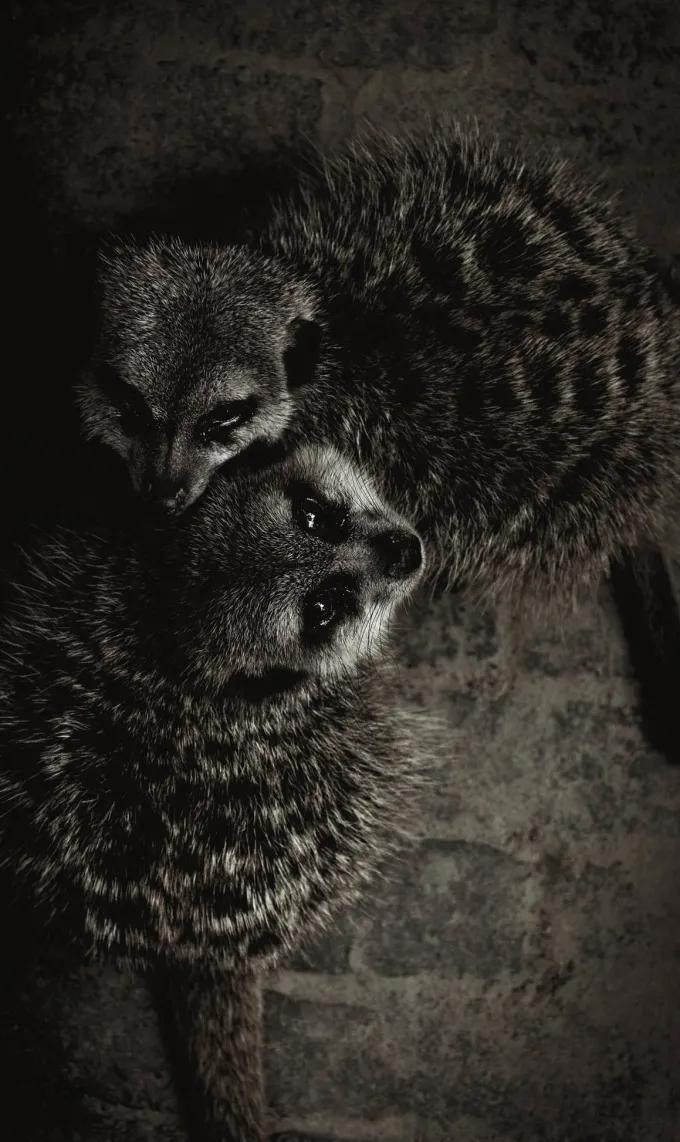 Wandkraft Wildlife 003