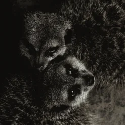 Wandkraft Wildlife 003
