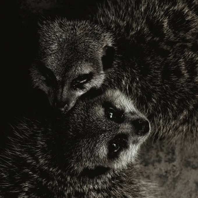 Wandkraft Wildlife 003