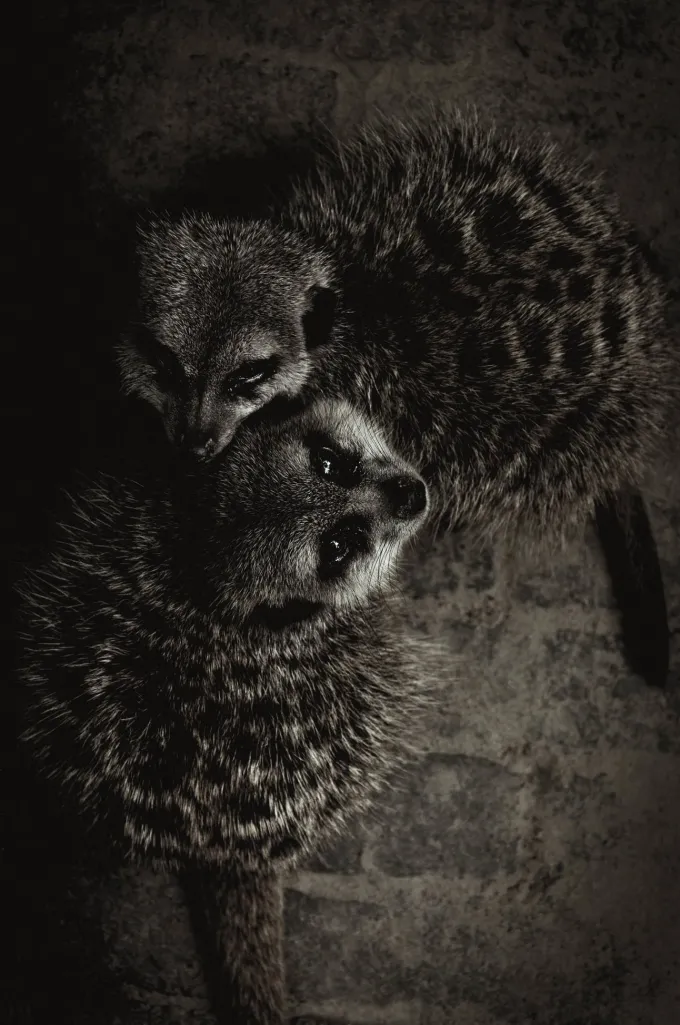 Wandkraft Wildlife 003